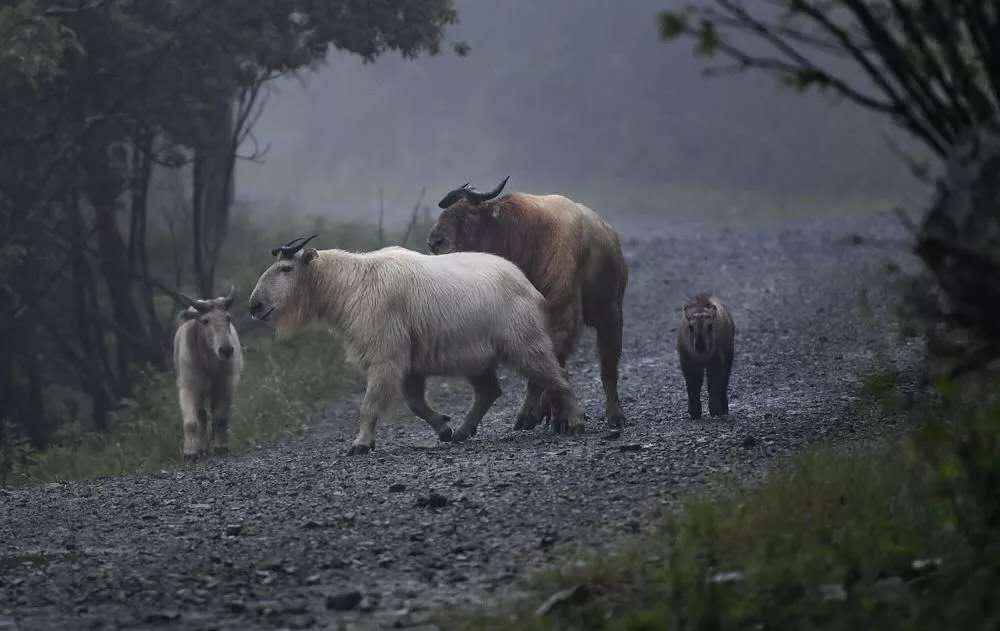 1587454628104525.jpg?x-oss-process=style/w10 3.jpg?x-oss-process=style/w10