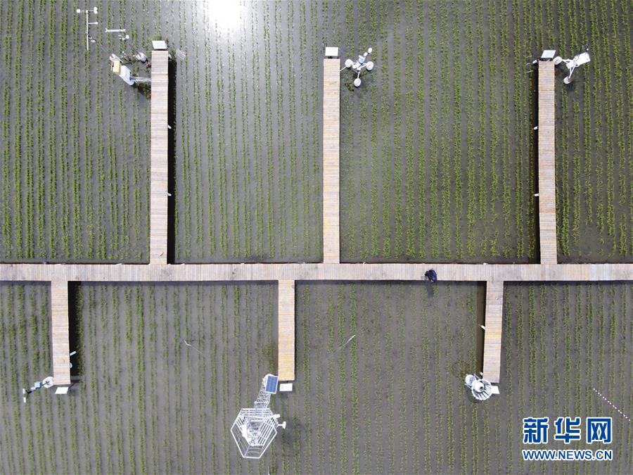 （走向我們的小康生活·圖文互動(dòng)）（5）端牢“中國飯碗” 播種綠色小康