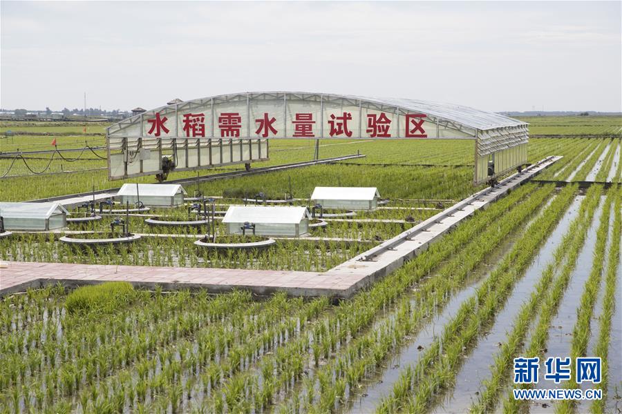 （走向我們的小康生活·圖文互動(dòng)）（6）端牢“中國飯碗” 播種綠色小康