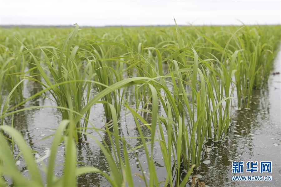 （走向我們的小康生活·圖文互動(dòng)）（1）端牢“中國飯碗” 播種綠色小康