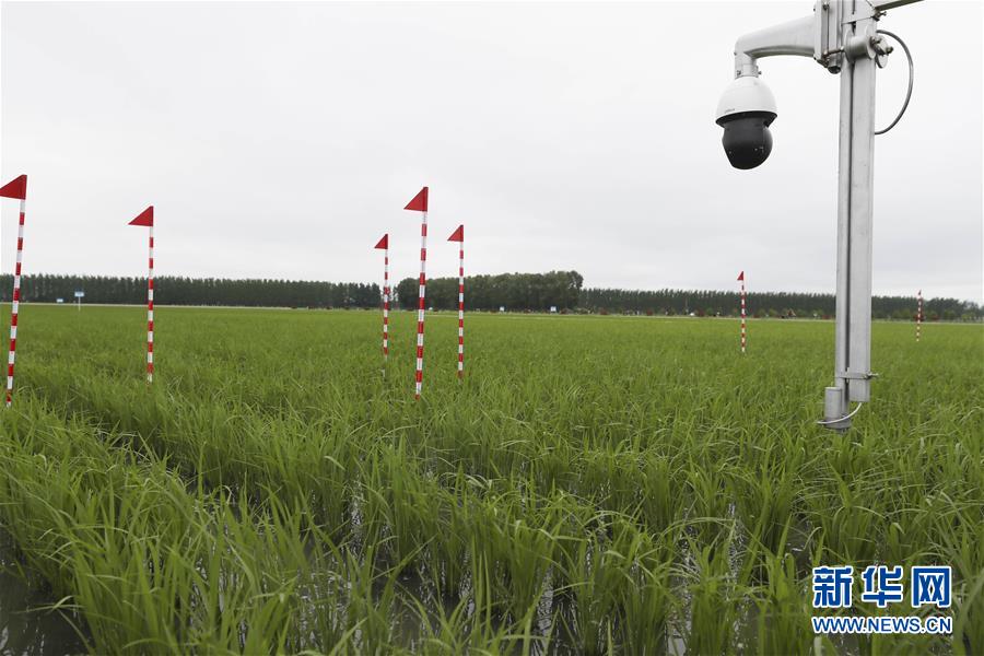 （走向我們的小康生活·圖文互動(dòng)）（7）端牢“中國飯碗” 播種綠色小康