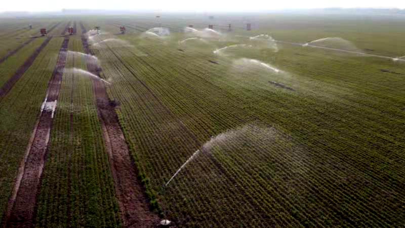 開(kāi)封張市，農(nóng)民給田地澆水灌溉。李新義攝