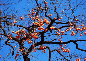 濟(jì)源網(wǎng)