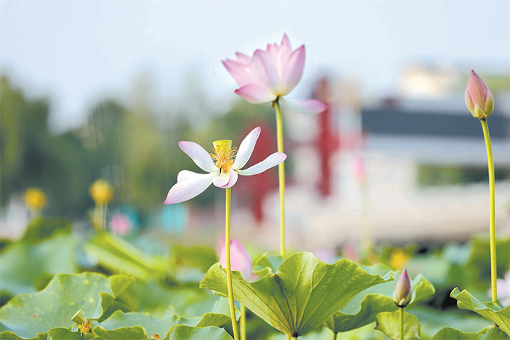 濟(jì)源網(wǎng)